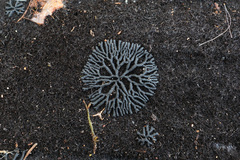 Glonium stellatum