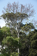 Brachychiton discolor