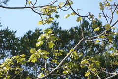 Brachychiton discolor