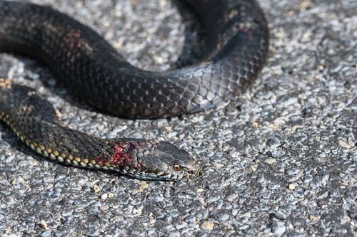 Highlands Copperhead sighting