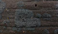 Glonium stellatum
