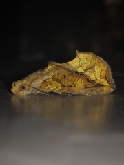 Plusiodonta coelonota