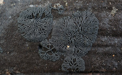 Glonium stellatum