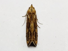 Plusiodonta coelonota