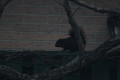 Sciurus carolinensis