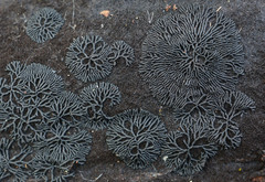 Glonium stellatum