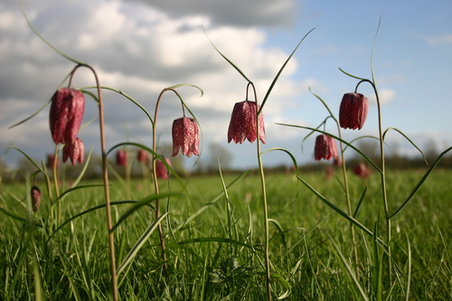 snake's-head fritillary