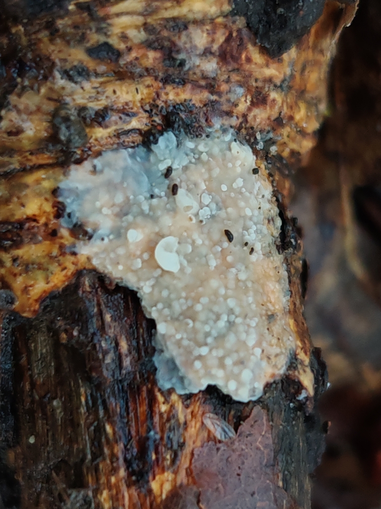 Radulomyces confluens · November 2025 · photo: © maiglocke (iNaturalist, cc-by-nc)
