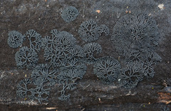 Glonium stellatum