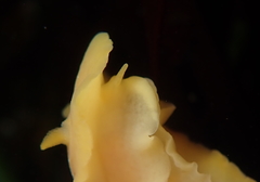 Baptodoris mimetica