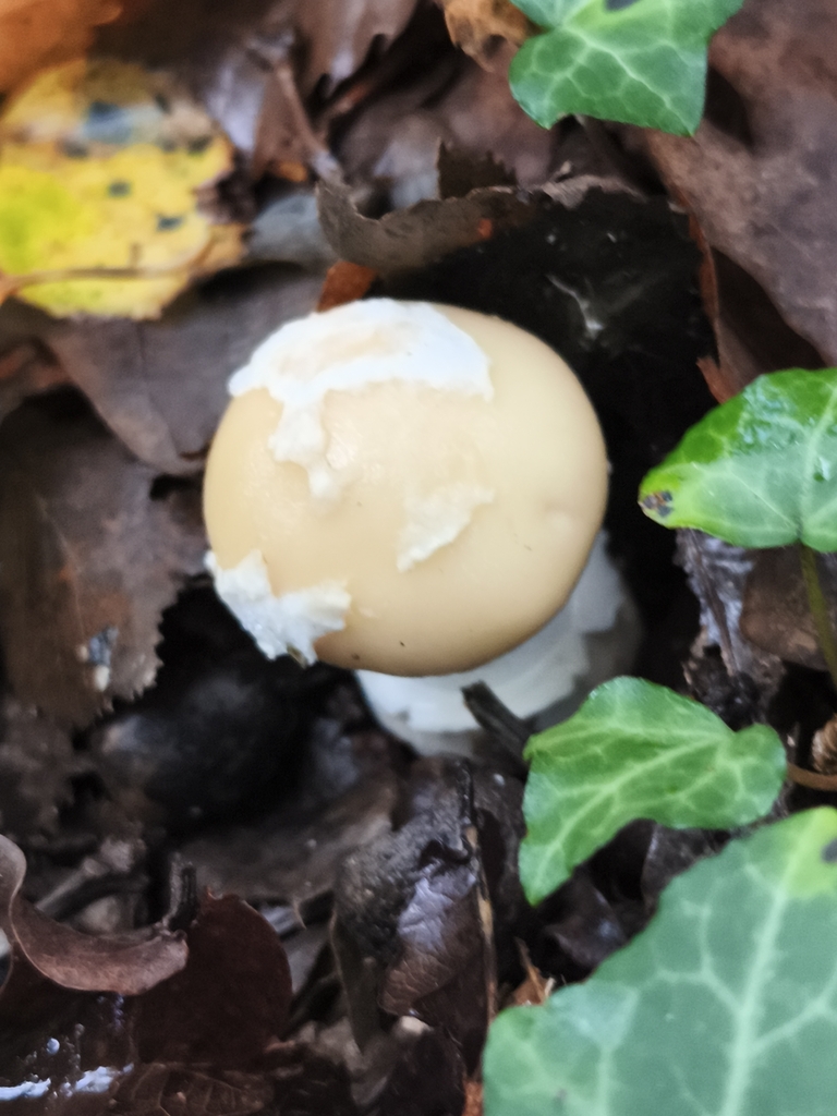 Amanita junquillea · November 2025 · photo: © jose_castro (iNaturalist, CC)
