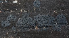 Glonium stellatum
