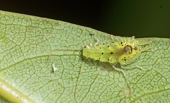 Mediastinia