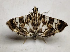 Chabula acamasalis