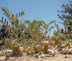 Astragalus wootonii