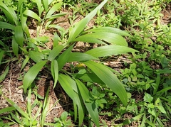Setaria sulcata