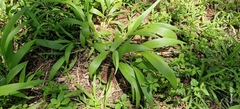 Setaria sulcata, photograph (c) Jens-Christian Svenning, some rights reserved (CC BY)