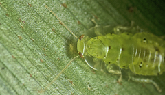 Mediastinia