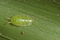 Mediastinia