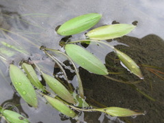 Potamogeton octandrus