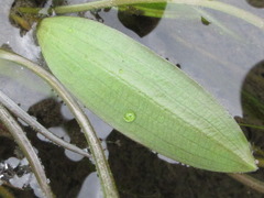 Potamogeton octandrus