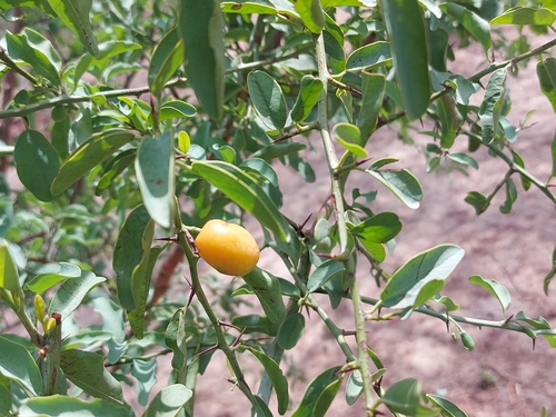 Hog plum