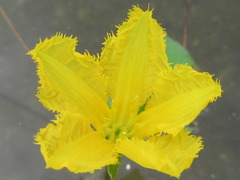 Nymphoides peltata