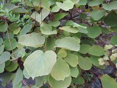 Actinidia chinensis