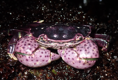 Purple Shore Crab, photo 3 of 10