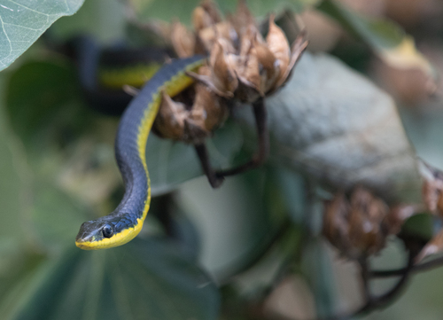 Common Tree Snake sighting