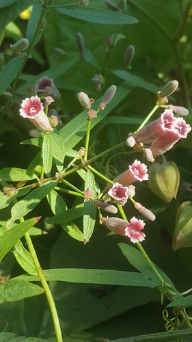 Linear Sewervine (Paederia linearis)