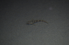 Malacoctenus tetranemus