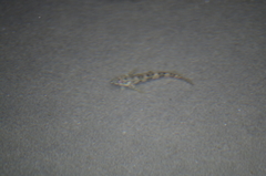 Malacoctenus tetranemus