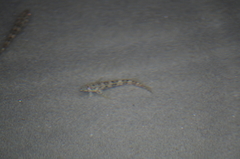 Malacoctenus tetranemus