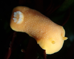 Baptodoris mimetica
