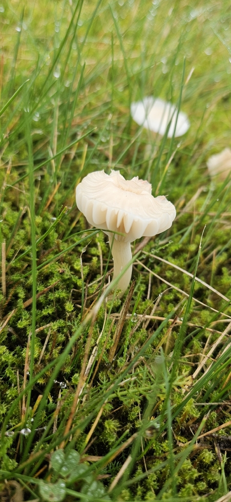 Cuphophyllus virgineus · November 2025 · photo: © nicdam (iNaturalist, cc0)
