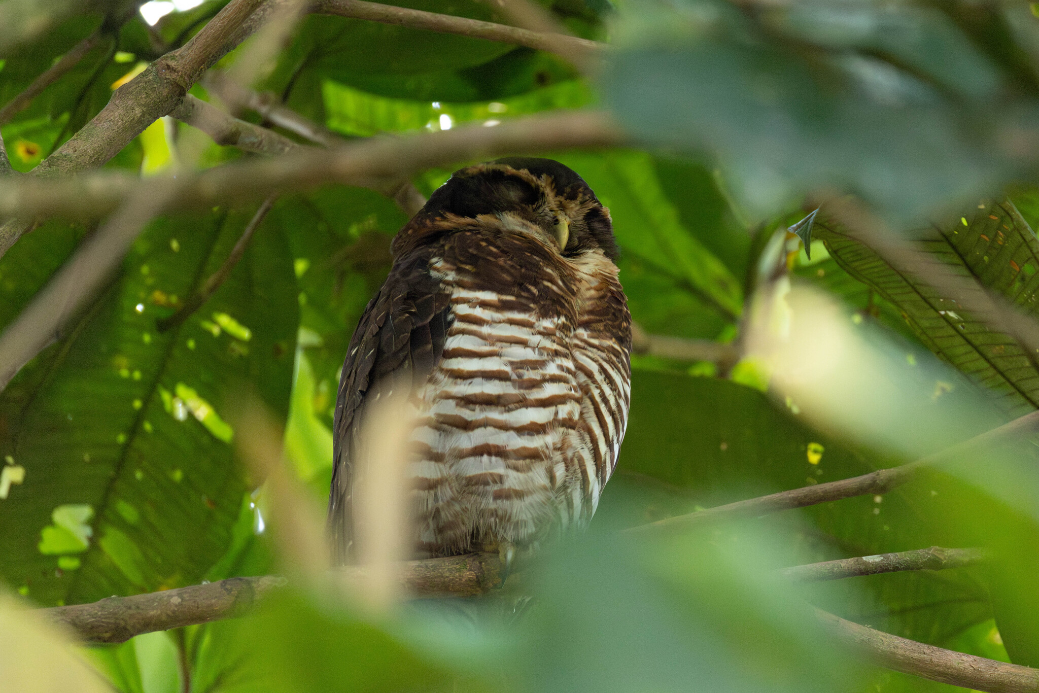 Band-bellied Owl (Pulsatrix melanota), photo 7