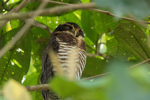 Band-bellied Owl (Pulsatrix melanota), photo 6
