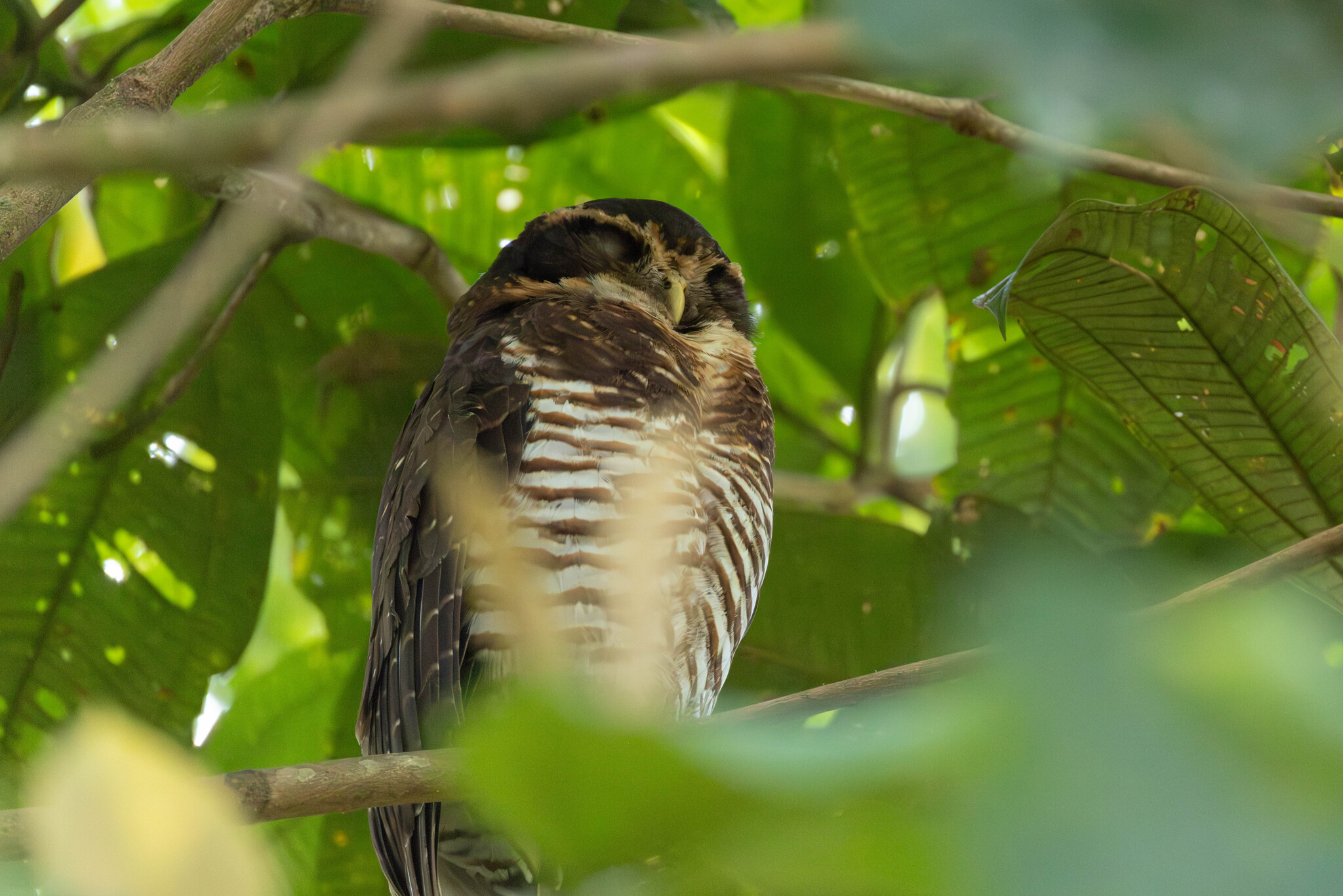 Band-bellied Owl (Pulsatrix melanota), photo 6