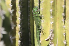 Iguana iguana