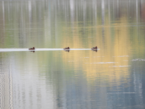 Ferruginous Duck