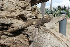 Ctenosaura
