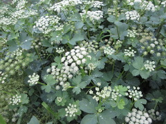 Peucedanum japonicum