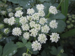 Peucedanum japonicum