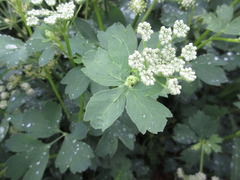 Peucedanum japonicum