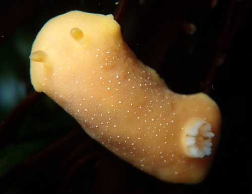 Representative image of Baptodoris