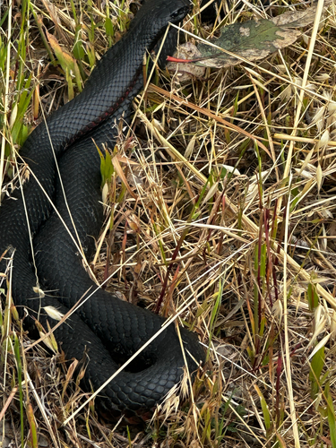Red-bellied Black Snake sighting