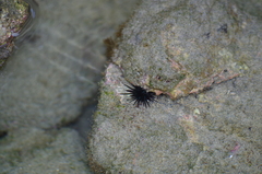 Echinometra vanbrunti