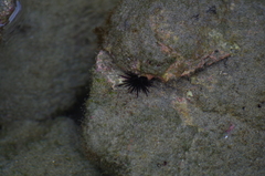 Echinometra vanbrunti