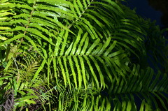 Blechnum triangularifolium